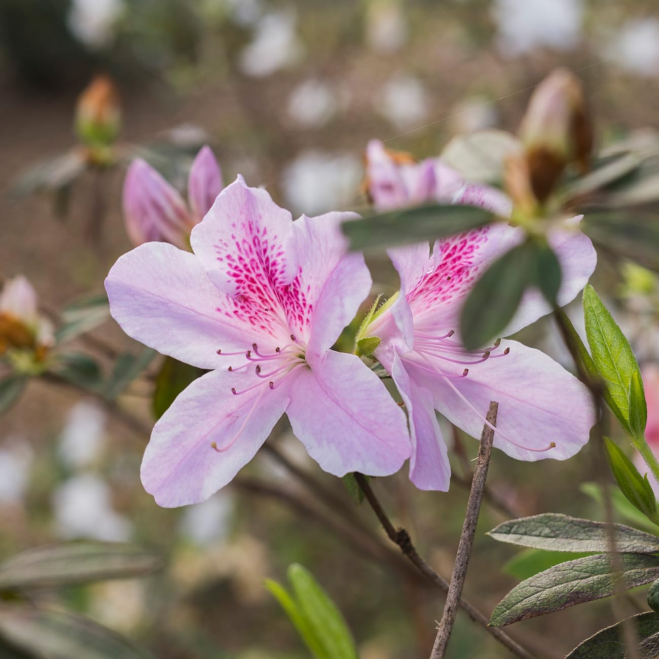 Amazon.com : George Tabor Azalea 3 Gallon : Patio, Lawn & Garden