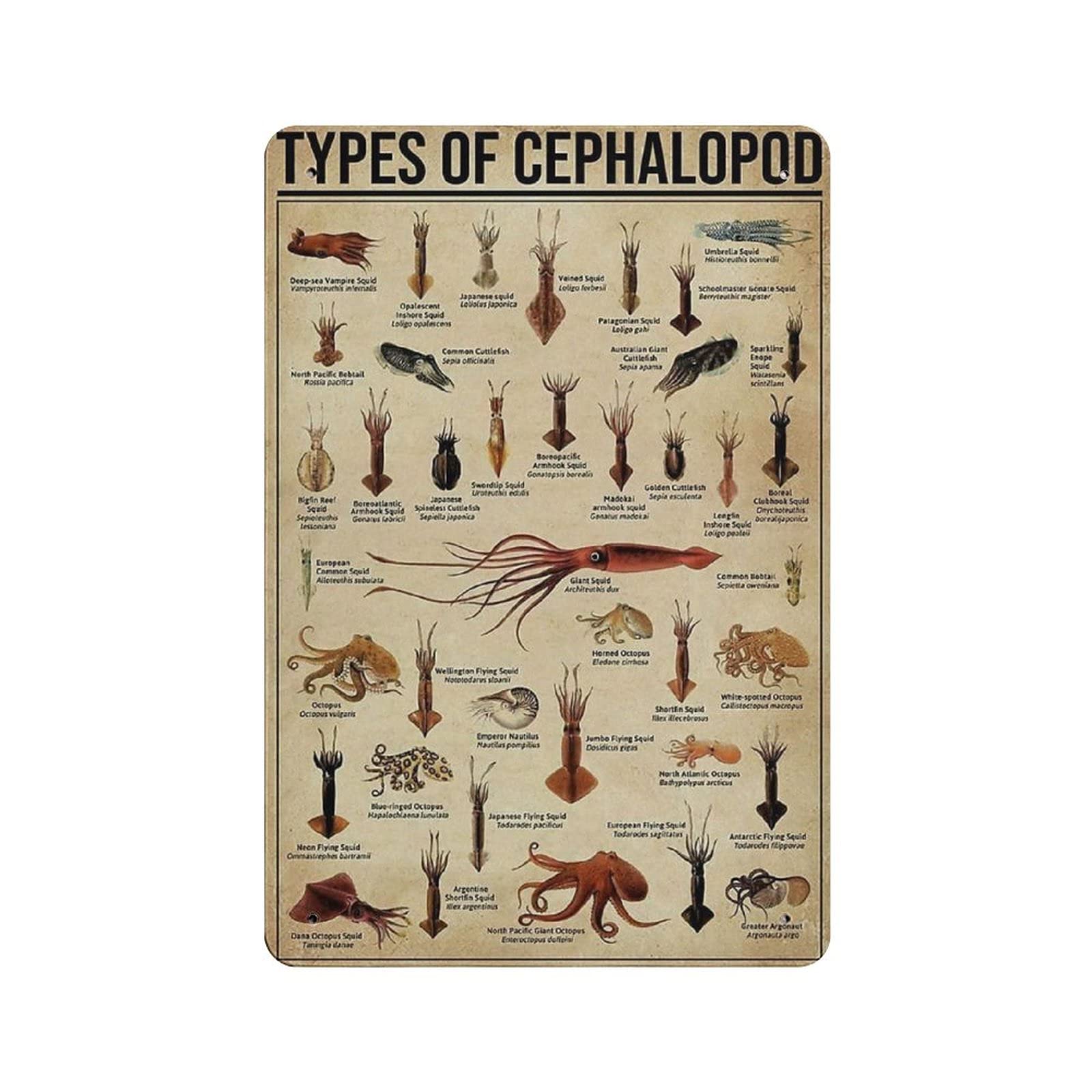 Metal Tin Sign Types Of Cephalopod Knowledge Tin Sign Metal Aluminum Sign Vintage Wall Decor Retro Poster for Bars Restaurants Cafes Pubs Home Decoration 12"x8"