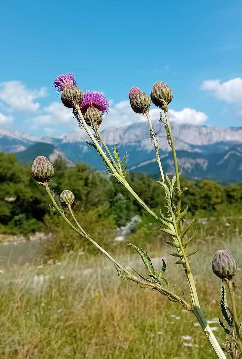 Cultiver les plantes tinctoriales: Créer son jardin, ses couleurs et ses teintures