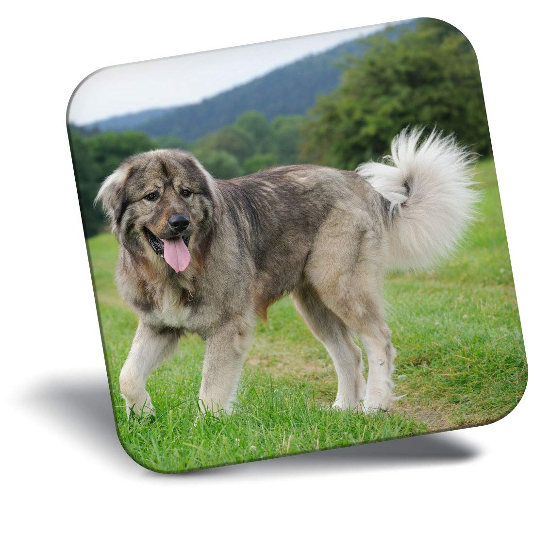 Destination Vinyl Ltd Fridge Magnet - Caucasian Shepherd Sheepdog 3180