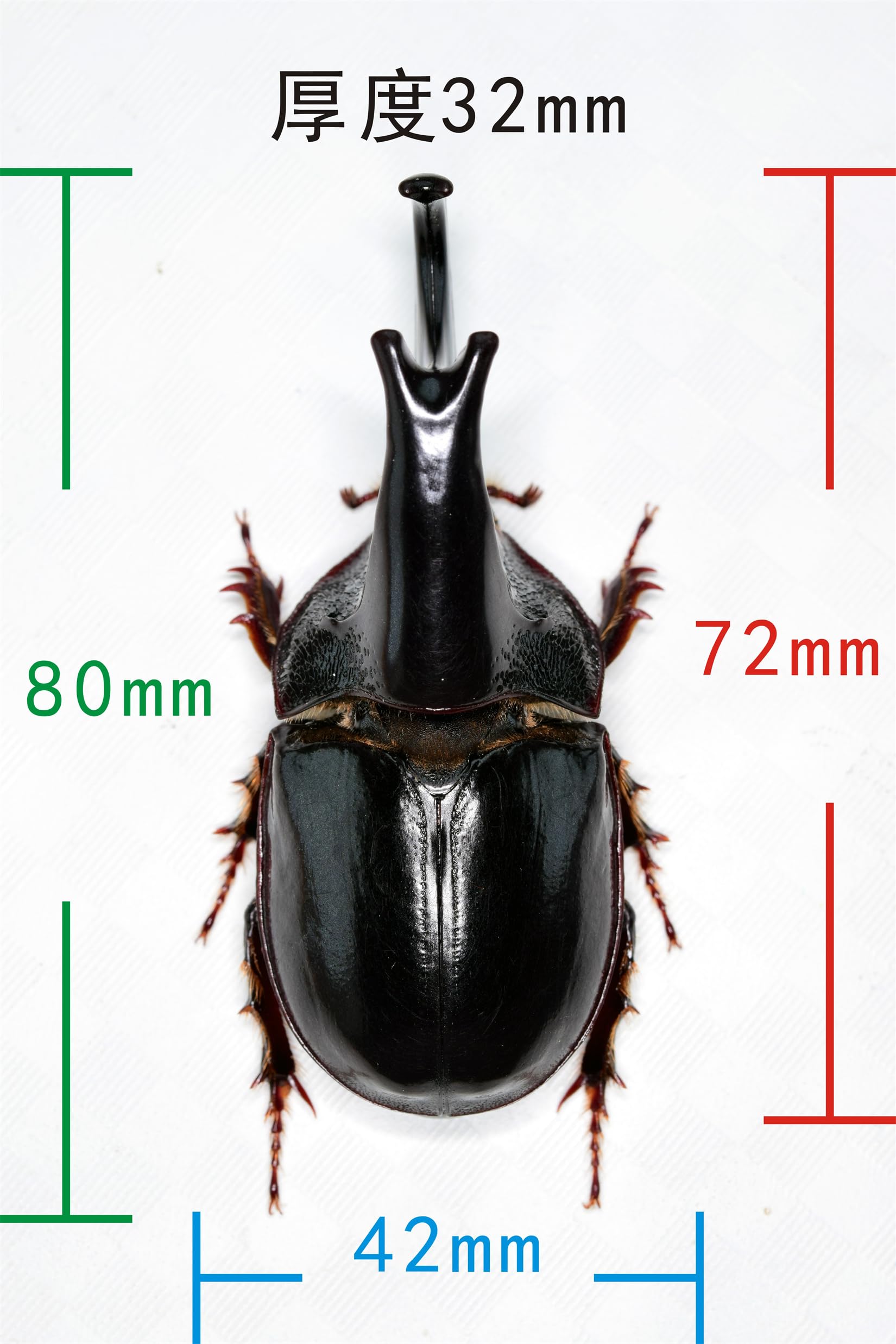 大型 大型 マレ−コ−カサス ♂野外標本 大型 マレーコ−カサス ♂野外