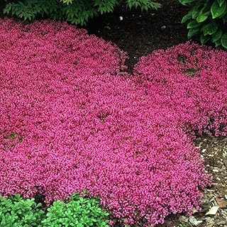 Thymus Coccineus Group (Red Creeping Thyme) #1 Size Root for Planting – ...