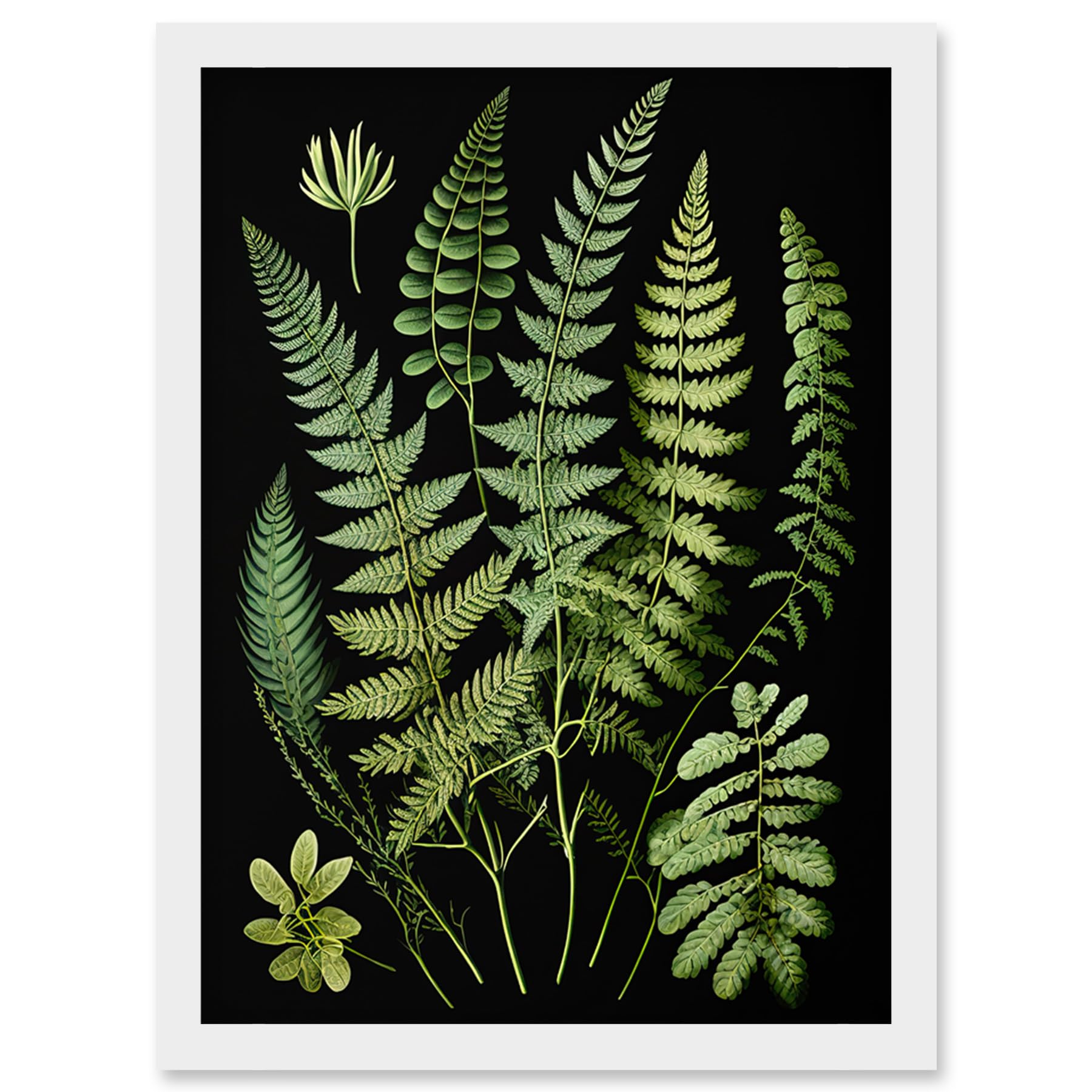 Artery8 Fern Fronds Detailed Leaves Botanical Illustration Artwork Framed Wall Art Print A4