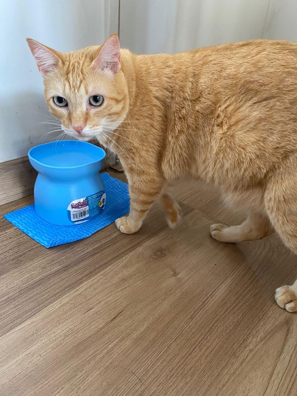 PET GAMES – Comedouro ou Bebedouro Funcional, Elevado, com Design Elegante e Qualidade Premium para Gatos – ErgonoCat Gelo