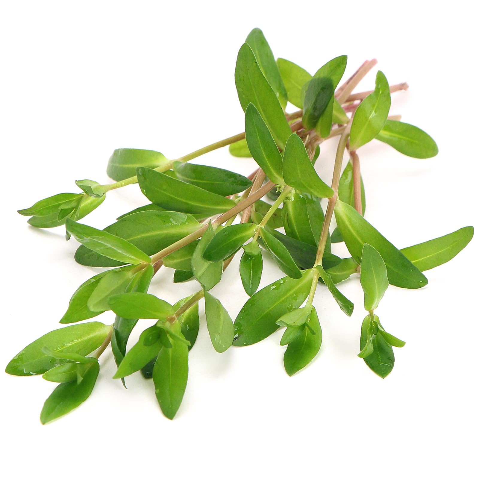 Nesaea Triflora Rare Live Aquarium Plant Red Green Stem Plant High Light Background for Freshwater Tropical Tanks K2aqua