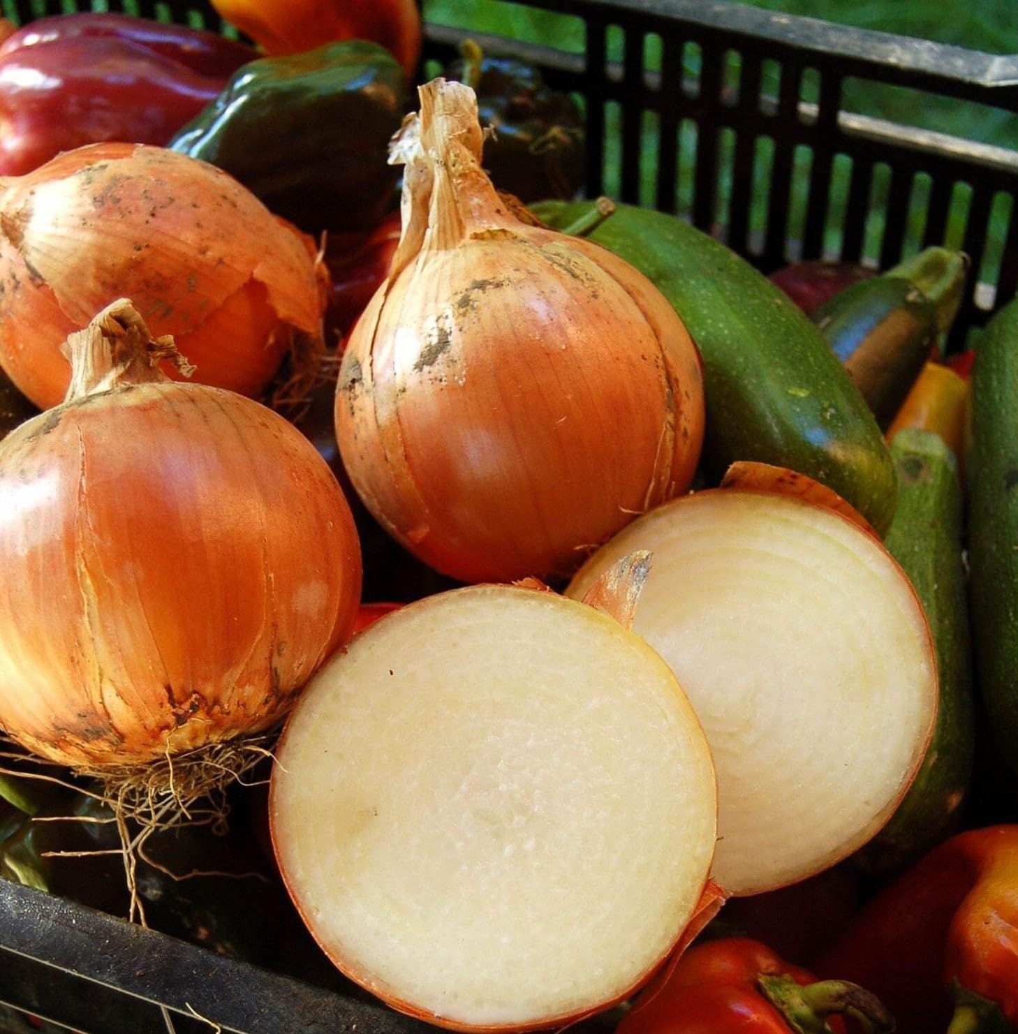 TomorrowSeeds - Super Sweet Candy Onion Sets (Bulbs) Seeds - 4 Pounds - Variable Set Sizes - for 2026 Planting Gardening Noon Intermediate Day Neutral Yellow Granex Vidalia Type Onions Grow Your Own