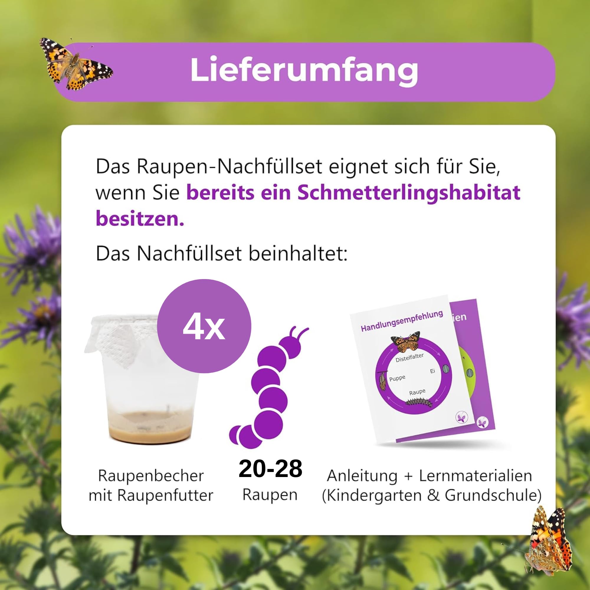 Lot de 4 cendriers chenilles (env. 7 chenilles chacun) - Complément idéal pour l'habitat des papillons - Pour faire pousser des papillons