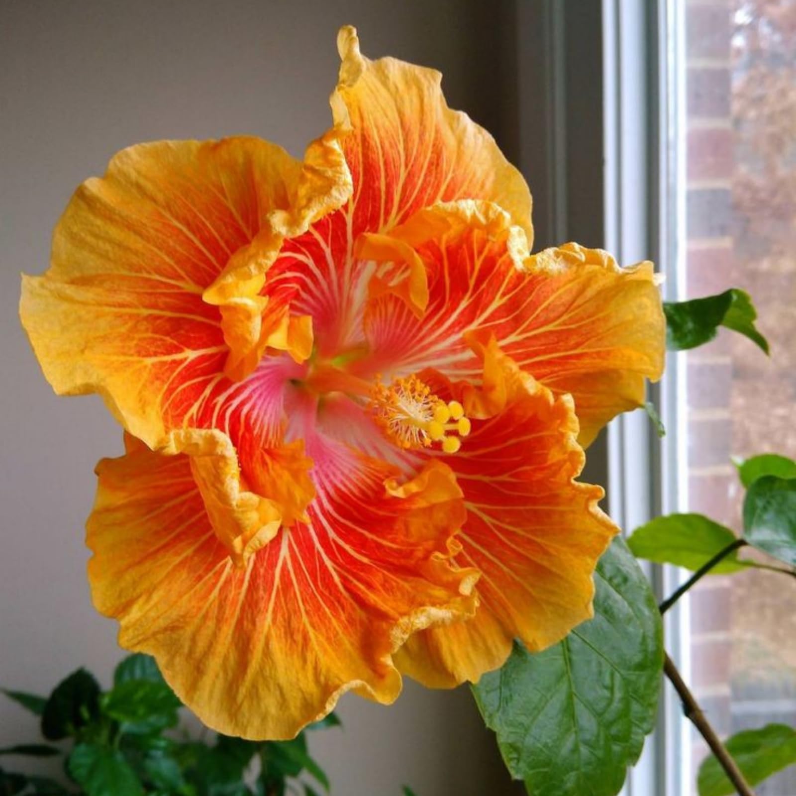 Outdoor Ornamental Hibiscus – Vigorous Rootstock – Large, Double Blooms – Perfect for Balconies and Courtyards/that Grow Fast/Golden Jade Carving-1 Root-A