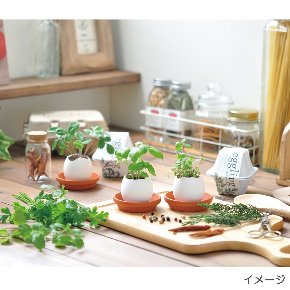 Amazon.co.jp: 聖新陶芸 エッグリング エコフレンドリー カクタス EG