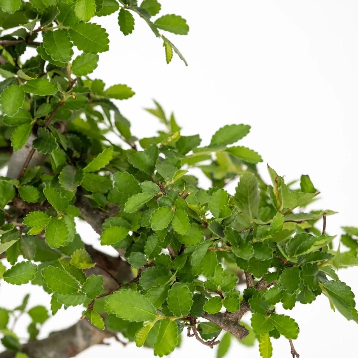 Bonsai mit Keramik Blumentopf ca. 8-9 Jahre alt, 35-40 cm Höhe - Pflegeleichter Indoor Bonsai für Anfänger & Profis, Dekoratives Zimmerpflanze, Ideal für Büro & Zuhause