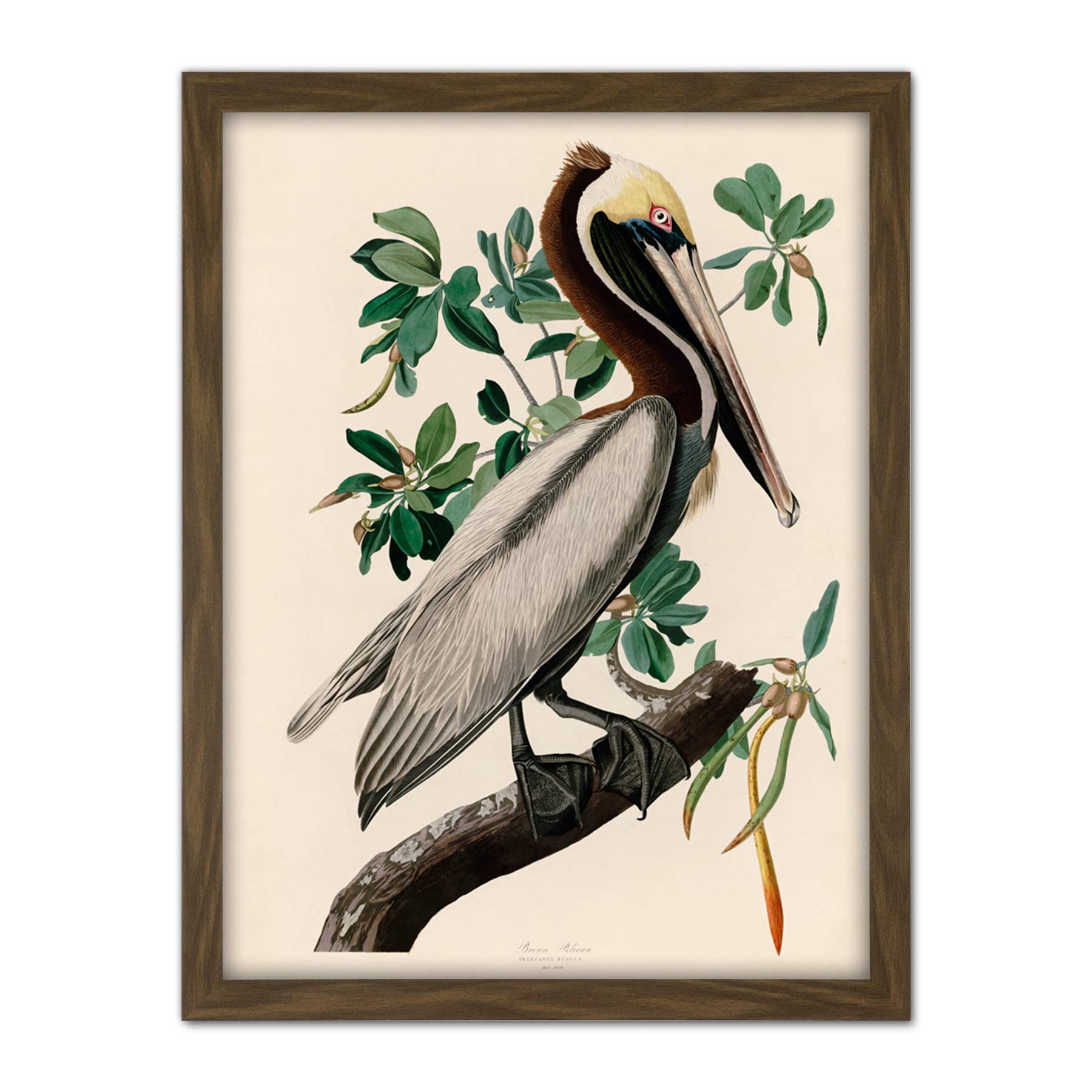 Artery8 Audubon Birds America Brown Pelican Artwork Framed Wall Art Print 18X24 Inch