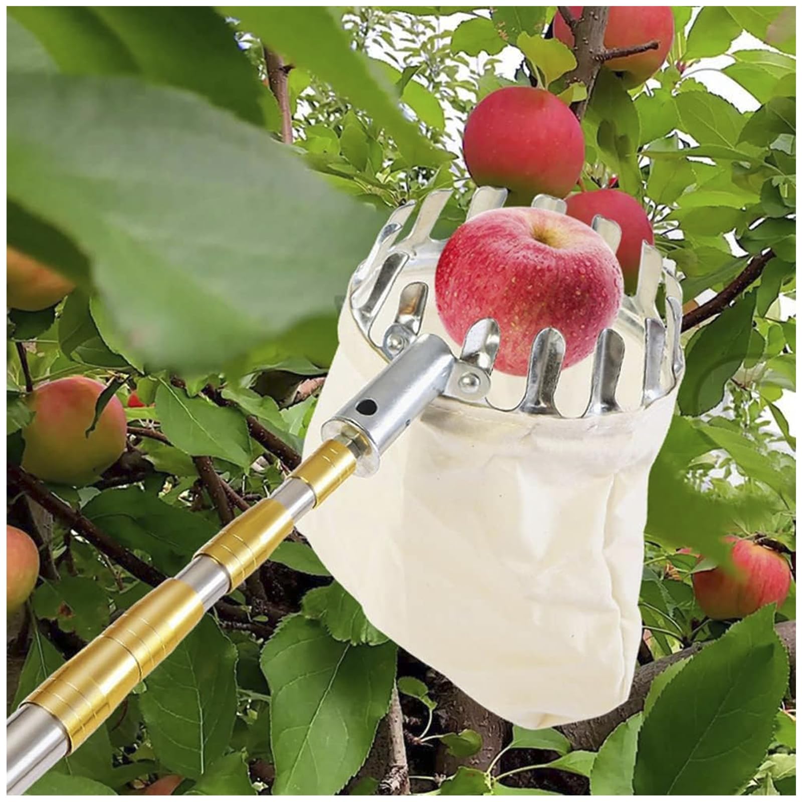 Raccogli Frutta Telescopico, Raccoglitore Frutta 4M con Asta in Acciaio Inossidabile, Strumento per Raccogliere Frutta Leggera per Raccolta Frutta Mela Pera Limone Arancia Etc,d'oro