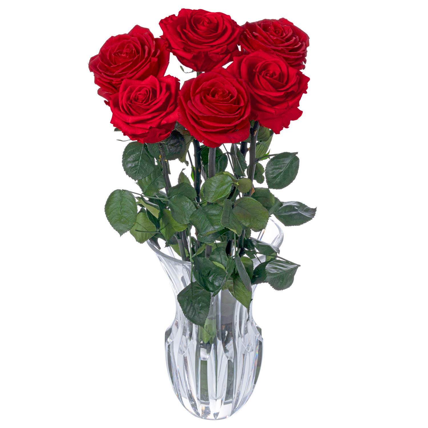 Be Shapy Real Long Lasting Roses That Last a Year Fresh Cut Preserved Natural Flowers Flores Naturales Rosas Frescas Preservadas para Regalo 6pcs Red