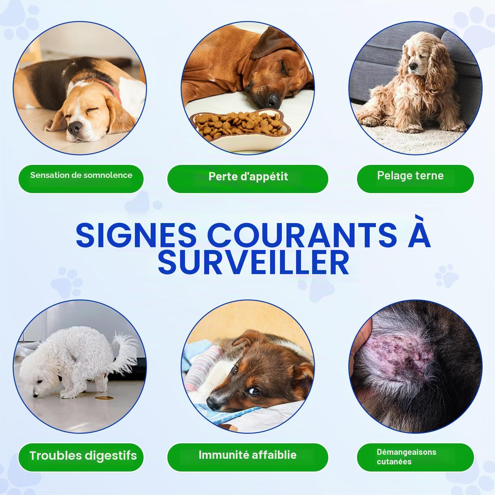 Probiotiques pour chiens avec prébiotiques – Probiotiques pour chien pour la santé intestinale | Soutient les enzymes digestives, la peau des démangeaisons, probiotique naturel pour chien – 150 goût