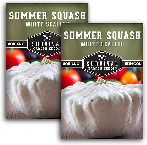 Survival Garden Seeds - 2 paquetes de semillas de calabaza de verano de vieira blanca para plantar - Paquete con instrucciones para plantar y