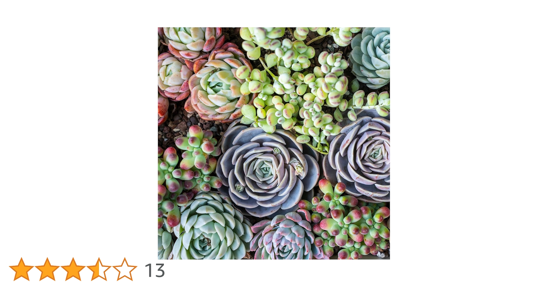 Amazon.co.jp: 華みやび 多肉植物 3種 3cm前後 小サイズ3種 MIX