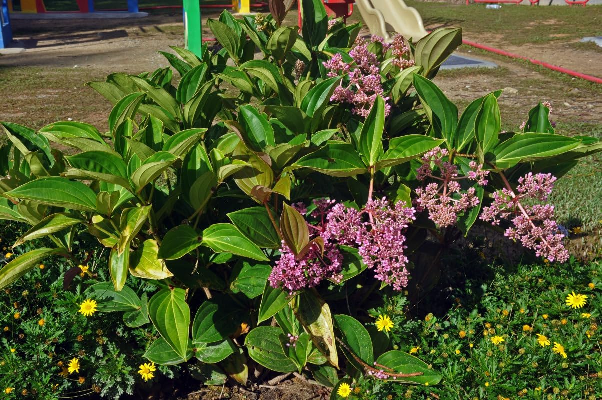 Chandelier Medinilla Plant - 4 Live Plants in 2 Inch Grower's Pot - Medinilla Cummingii - Florist Quality Beautiful Easy Care Indoor Outdoor Chandelier Tree
