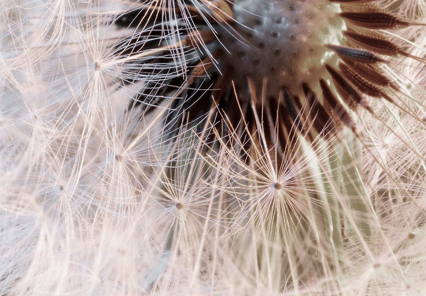 murando - Fototapete Vlies Pusteblumen, 400x280 cm, Schlafzimmer, 3D-Effekt | Full HD Druck, 3D-Effekt, lichtbeständige Farben, ideal fürs Wohn- oder Schlafzimmer, schnelle Montage, lichtbeständig, edel