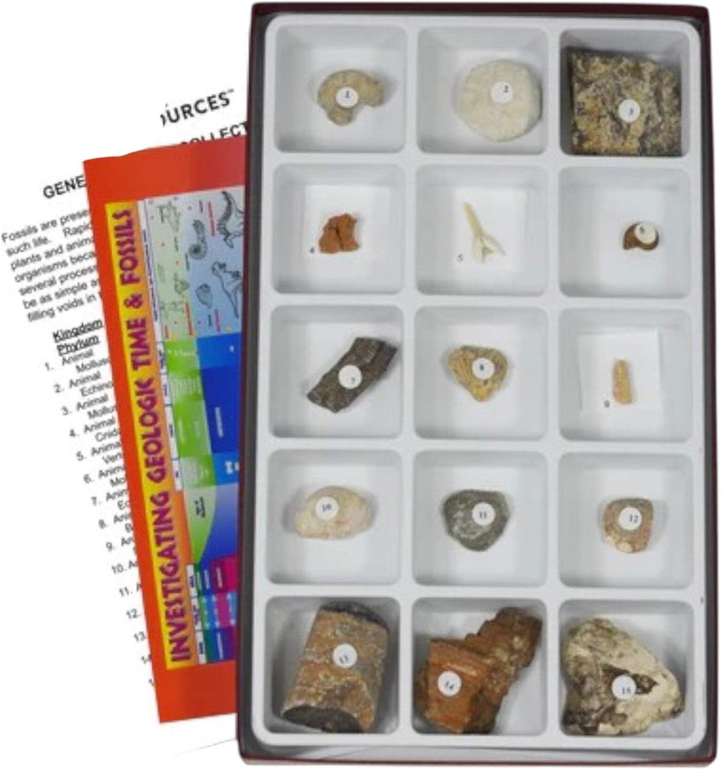 3005 - General Fossil Collection - 15 Specimen