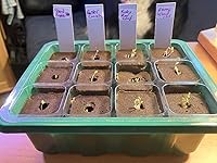 Review Image by Susurration Susurration