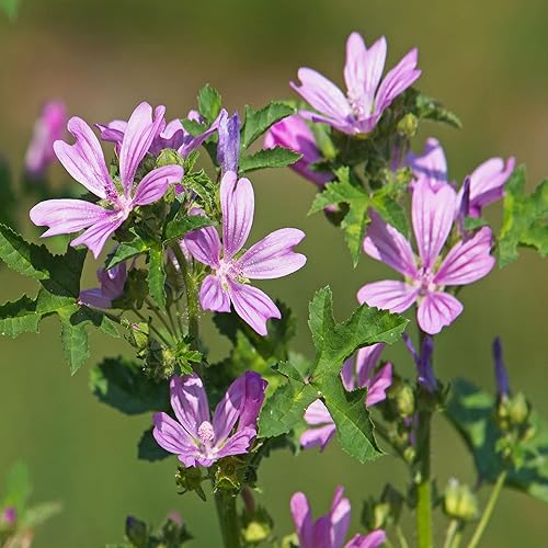 Semillas de malva común (Malva sylvestris) Más de 25 semillas de hierbas medicinales raras en cápsulas de semillas congeladas para el jardinero y