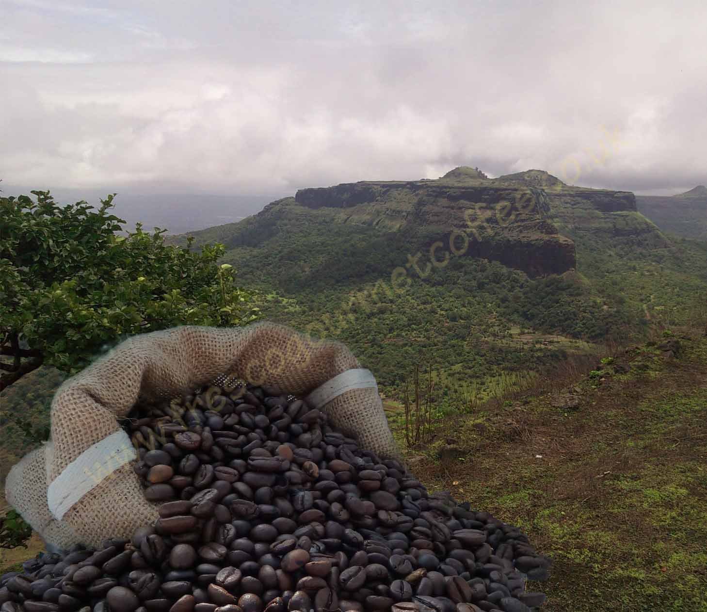 Indian Monsoon Coffee (1kg, Beans)