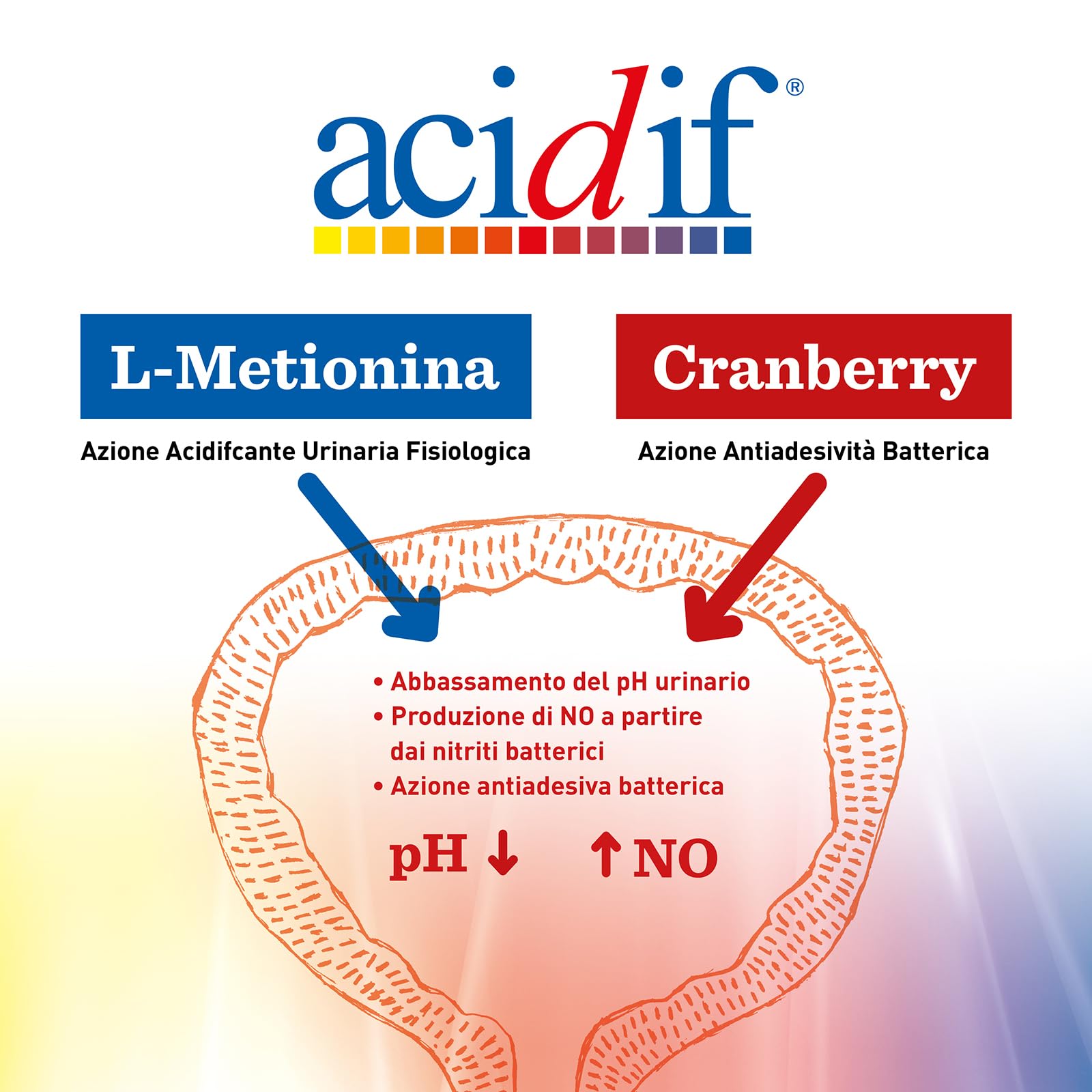 Bio-health Acidif® - Integratore Alimentare a Base di L-Metionina e Estratto Secco di Cranberry (Mirtillo Rosso) Favorisce Funzionalità Urinaria, 30 Compresse in Formula Retard senza Glutine/Lattosio