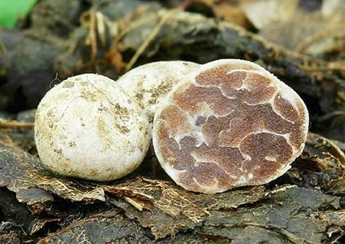 Miniatura 2 de Más de 100 hongos de trufa blanca Esporas de desove micelio - Gris hongo