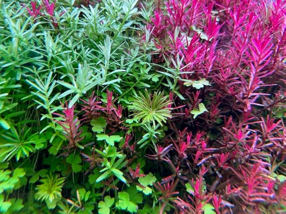 ロ*ア様 グリーンターラ ロ*ア様 グリーンターラ