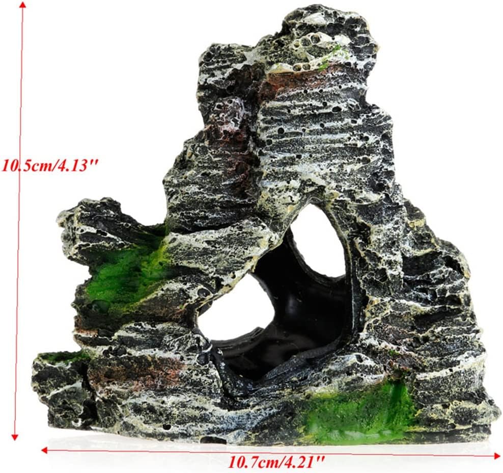 ヤマモミジ/山採り天然木【現品発送】管理70508 ヤマモミジ/山採り天然木【現品発送】管理70508