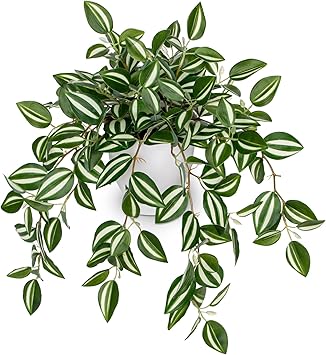 Briful Artificial Hanging Plant, Faux Watermelon Peperomia Potted Plant with Trailing Vines Realistic Fake Greenery for Shelf Bathroom Office Kitchen Home Decor
