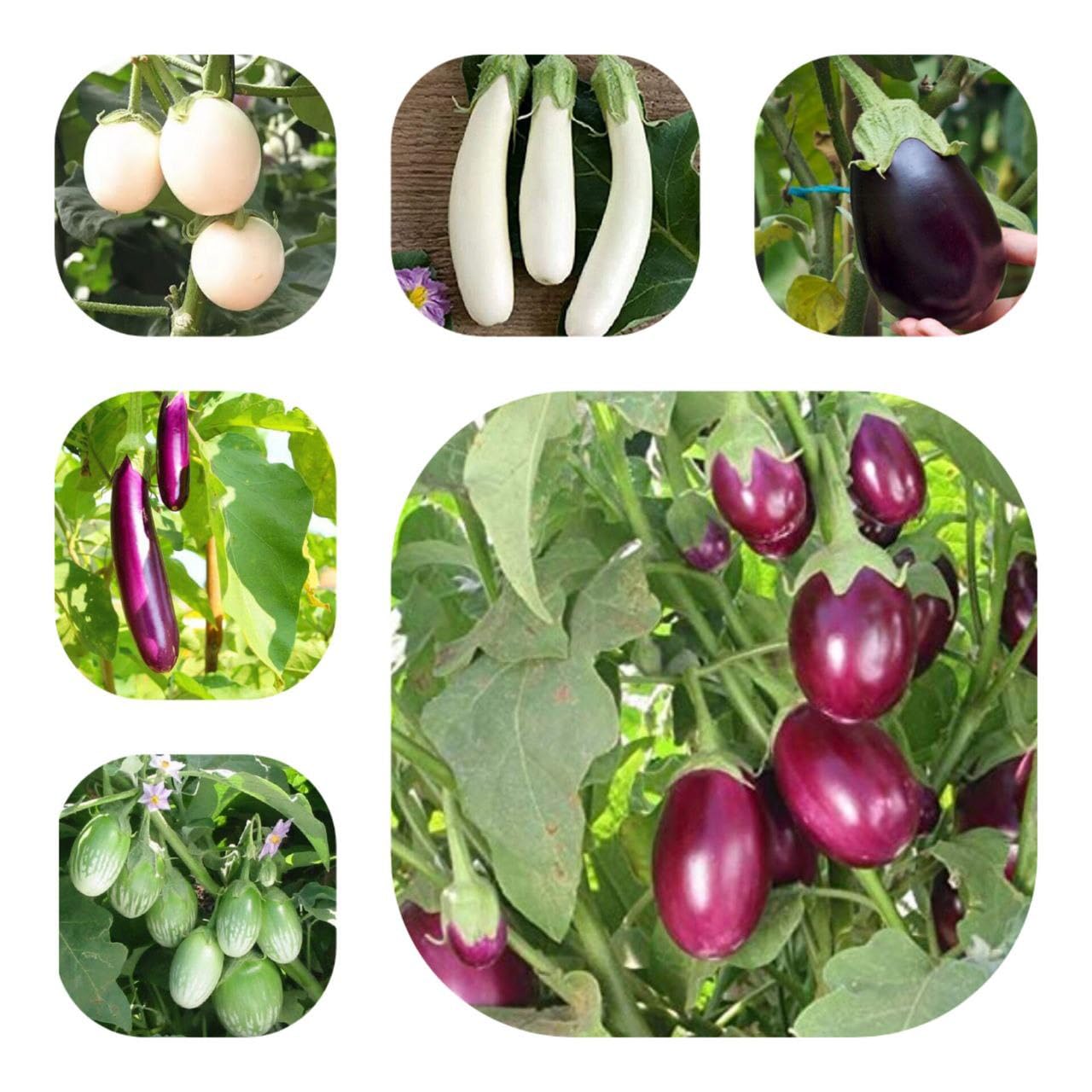 JIGNISHASEEDS 6 Types of Brinjal Seeds for Home Garden, Organic Seeds for Harlthy, Delicious & Fresh Vegetables, Brinjal Seeds Non-Hybrid For All-Season Pack Of 60 (B0CN159V9D) Amazon Price History, Amazon Price Tracker