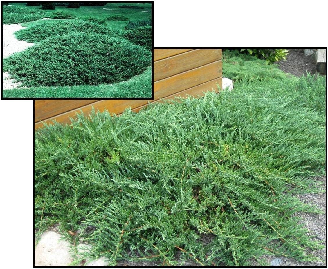 Green Sargent Juniper | 2 Extra Large Trade 3 Gallon Plants | Fast-Growing Evergreen for Landscaping, Privacy Screen, and Garden Borders - Hardy & Low-Maintenance
