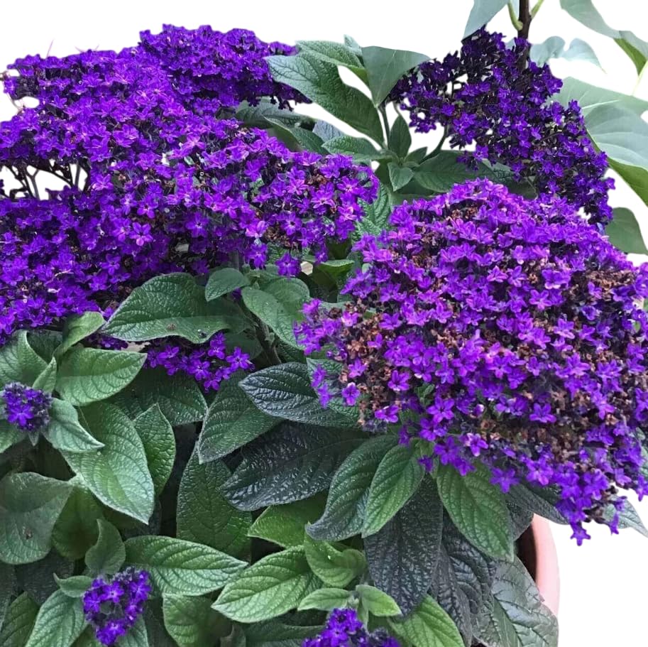 Pack of 2 Fragrant Heliotrope Live Plants Dwarf Marine Purple Blue Heliotrope Flowers Plants 4-7 Inch Tall, Grow Indoor or Outdoor