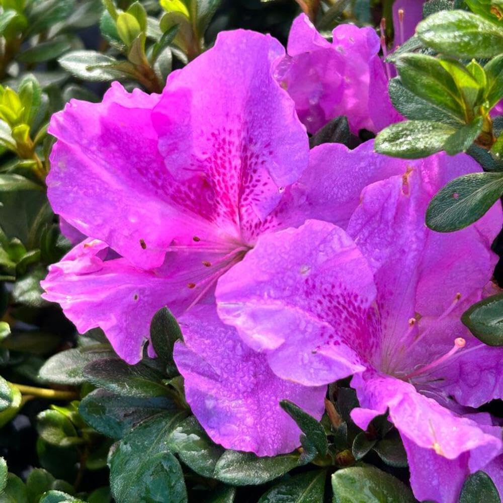 Azalea Encore® Autumn Lilac® - 3 Gallon