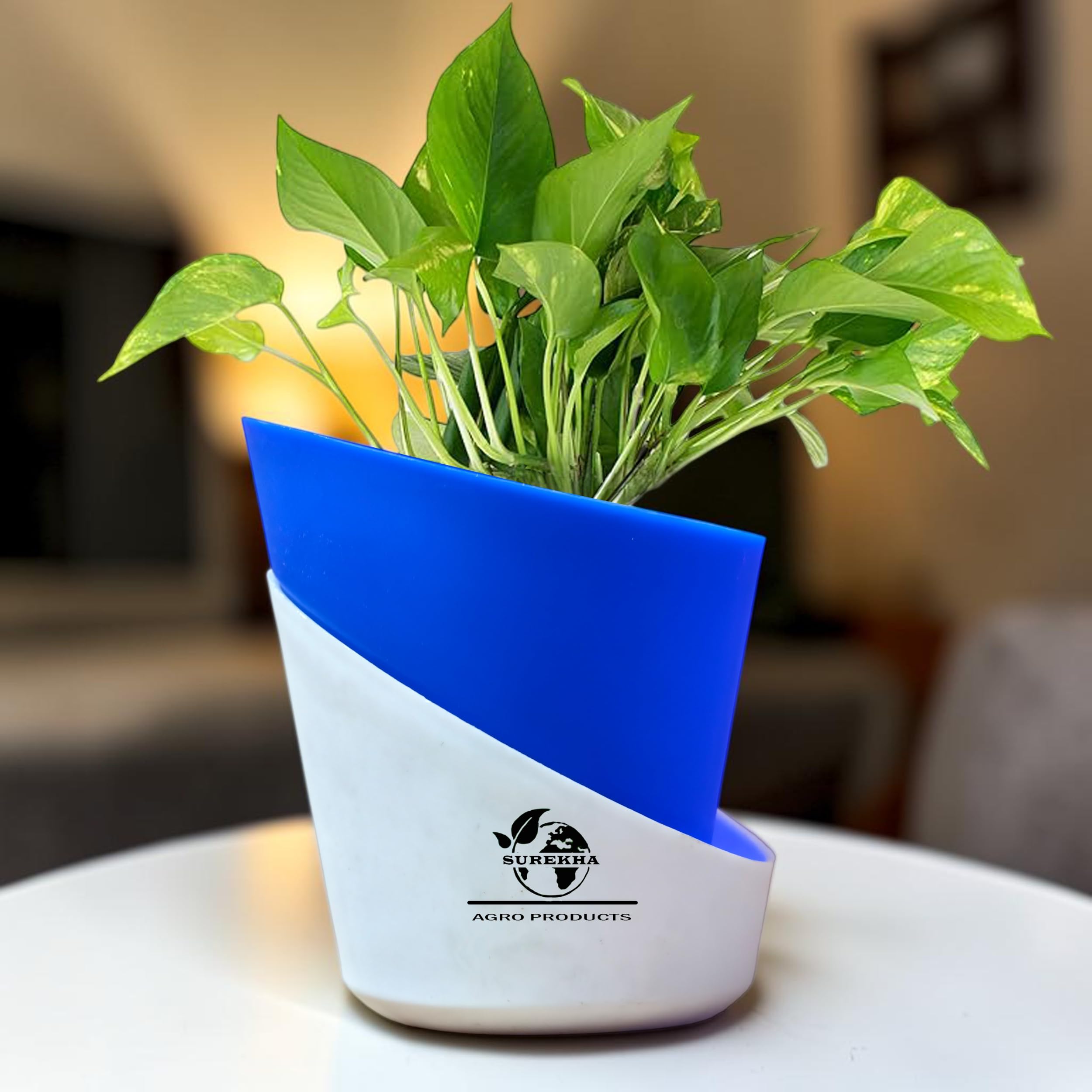 Surekha Agro Money Plant Indoor Live Plant with Self Watering Pot | Golden Pothos for Home Decor | Live Money Plant with Pot for Office Desk, Living Room | Air Purifying House Plant (Oval Deep Blue)