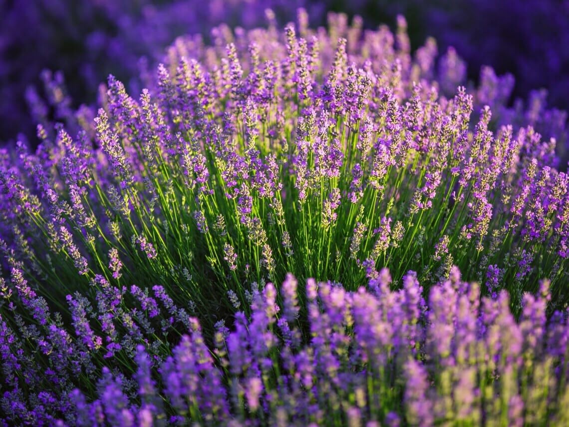 Willvine Organic & Non Gmo Lavender Seeds - Vera English Variety-NDIR-11A-image-47