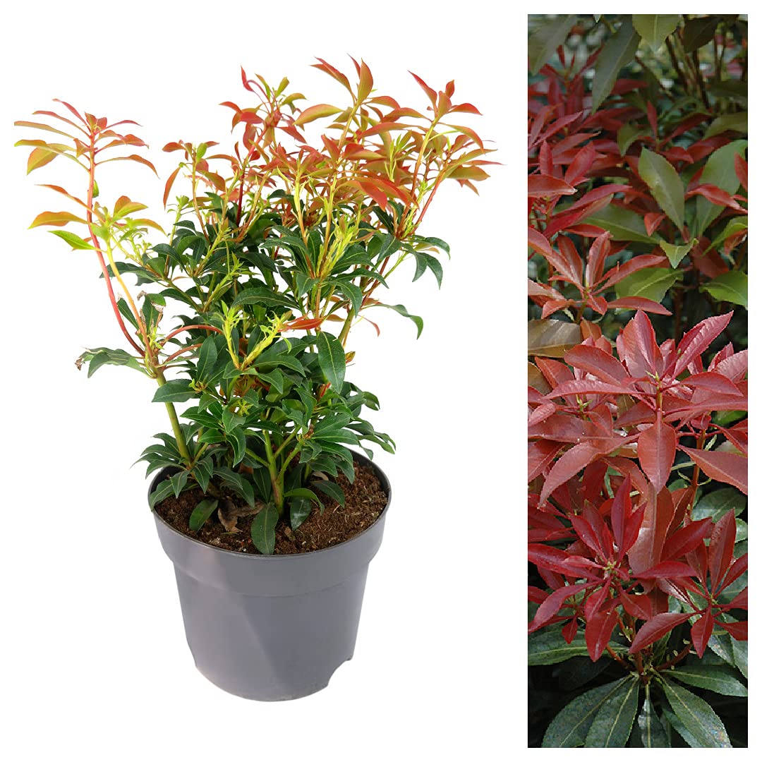 Carbeth Plants Pieris Forest Flame Plant in a 2Litre Pot