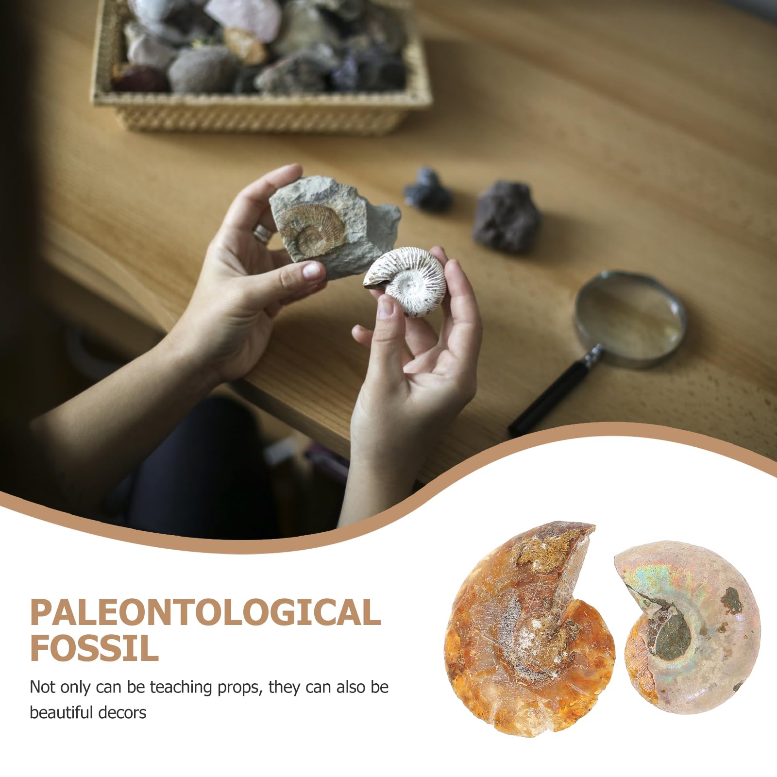 2pièces Fossiles Ammonites Modèle Décoratif Spécimens De Paléontologie Décoration De Table Et Accessoires Pédagogiques