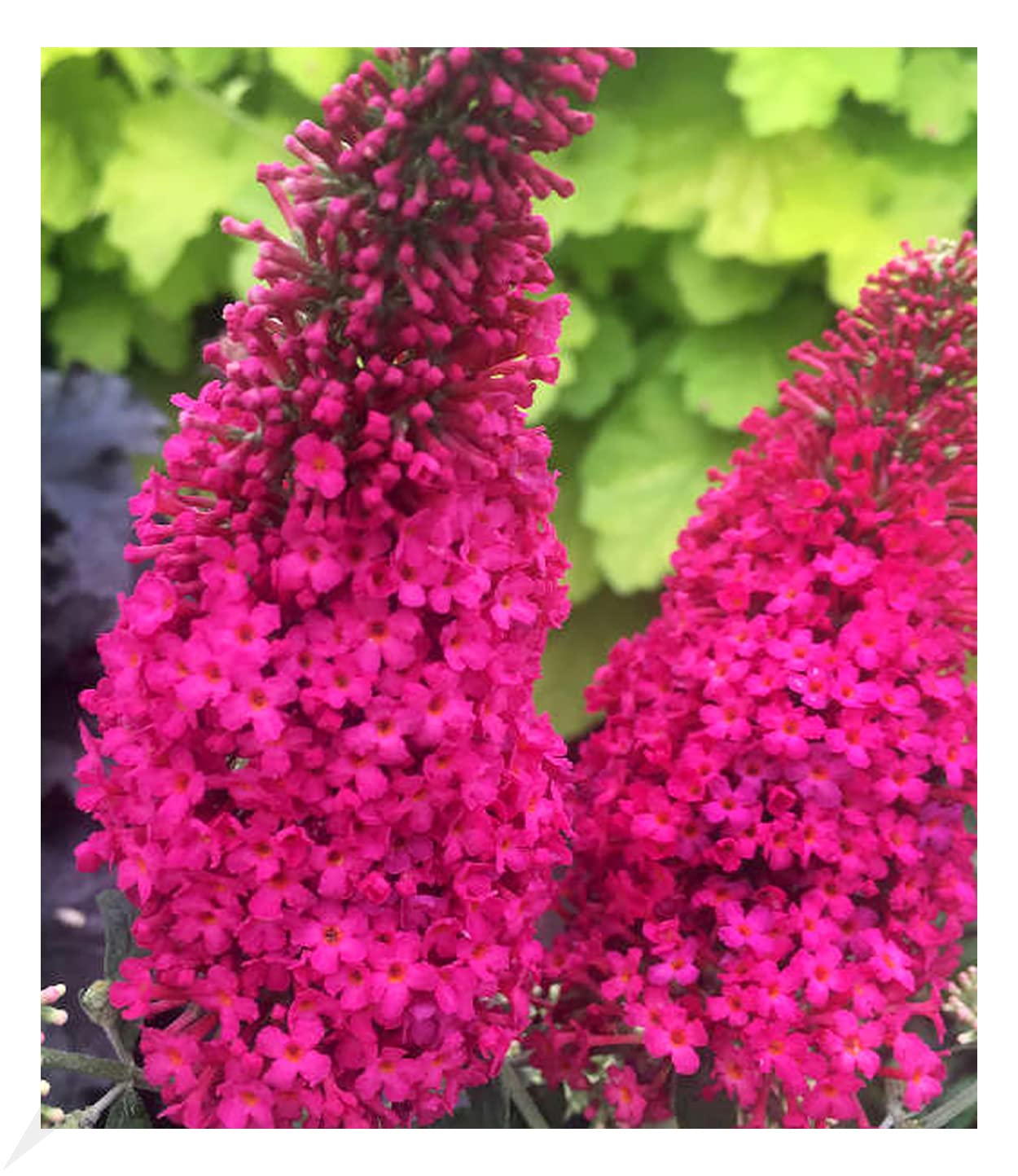 BALDUR Garten 1x Buddleia Prince Charming®, Pflanze im 3 Liter-Topf, trockenresistent, winterhart, bienenfreundlich und schmetterlingsfreundlich, blühend, Buddleia Hybride