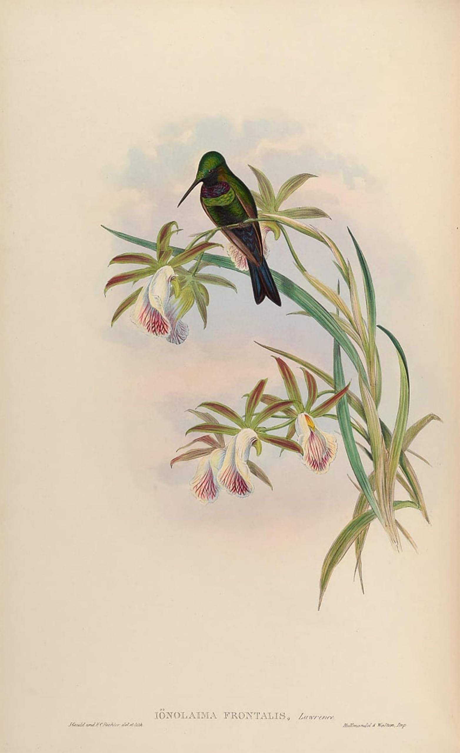 ARTXLXXBN Famous Print Painting Colorful Art Print Animal Bird Ionolaima Frontalis Heliodoxa Schreibersii by John Gould Canvas Art Decorations for Home Decor 60x90cm