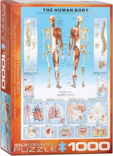 EuroGraphics Rompecabezas de cuerpo humano 1000 piezas