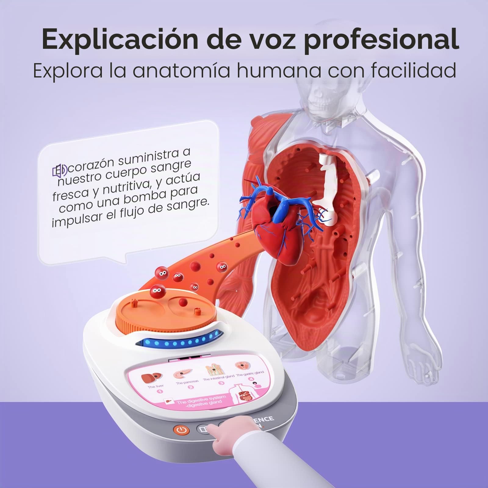 Science Can Modelo de cuerpo humano para niños, modelo interactivo que habla de anatomía humana – Kit de montaje anatómico realista de 28 cm, 15 piezas extraíbles y guía (francés no garantizado)