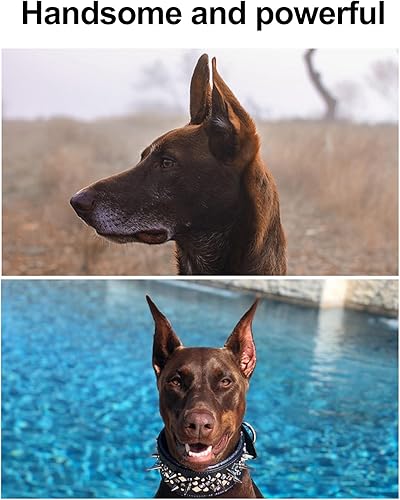 Miniatura 7 de Herramienta de soporte para orejas de perro, corrección fija de oído, soporte vertical para corrección de orejas de perro, herramienta de parche