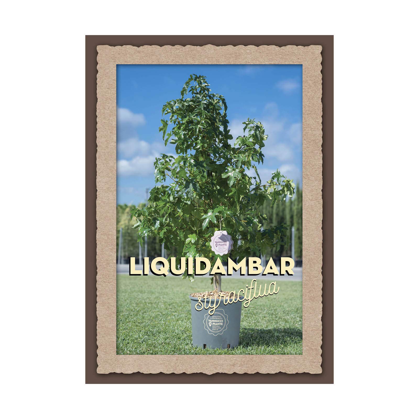 Vannucci Piante - Liquidambar styraciflua, Pianta vera in vaso, Albero a foglia caduca