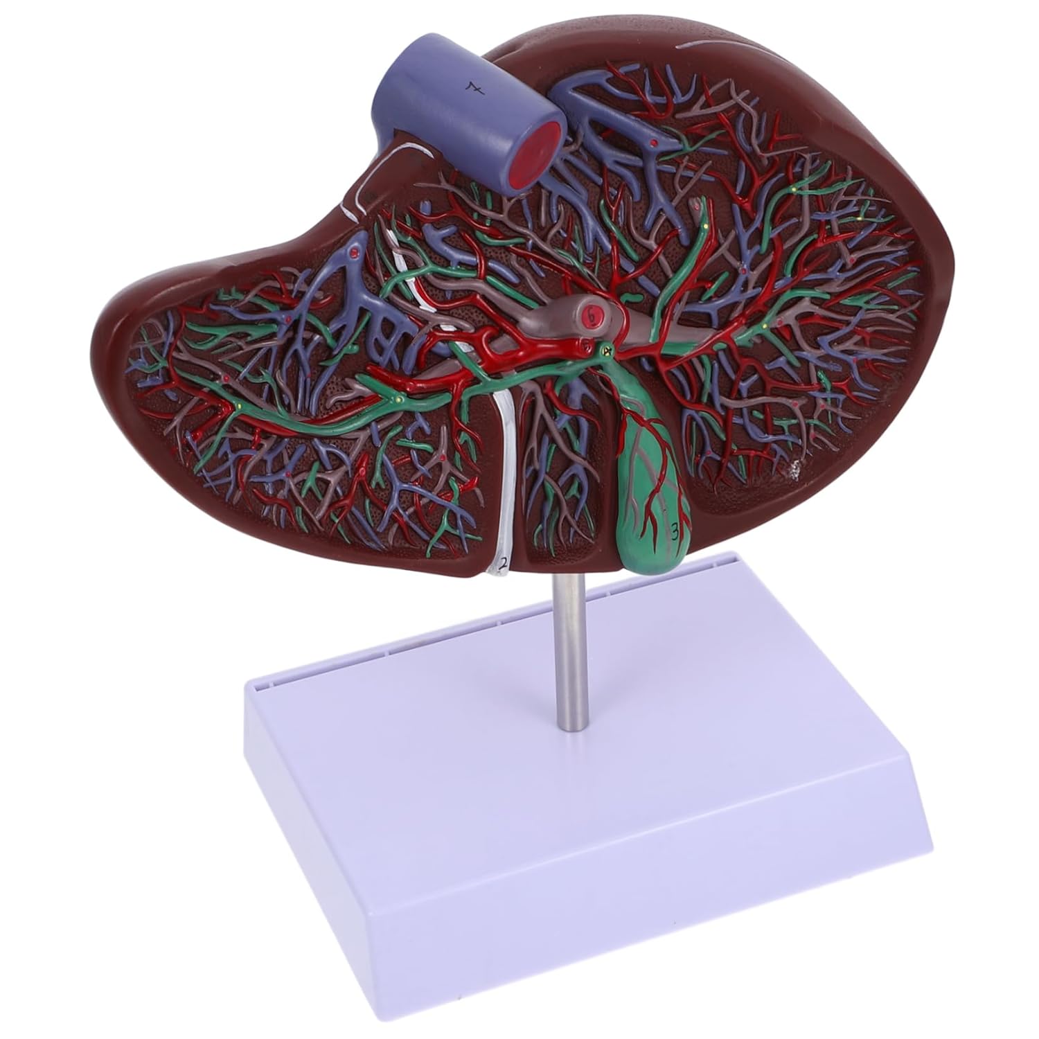 DECHOUS Liver Anatomy Model with Base Educational Human Liver Model for Teaching Display Realistic Gallbladder Anatomy Representation for Schools Laboratories