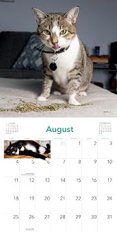 Cats on Catnip Wall Calendar 2024: A Year of Cats Living the High Life and Feeling Niiiiice