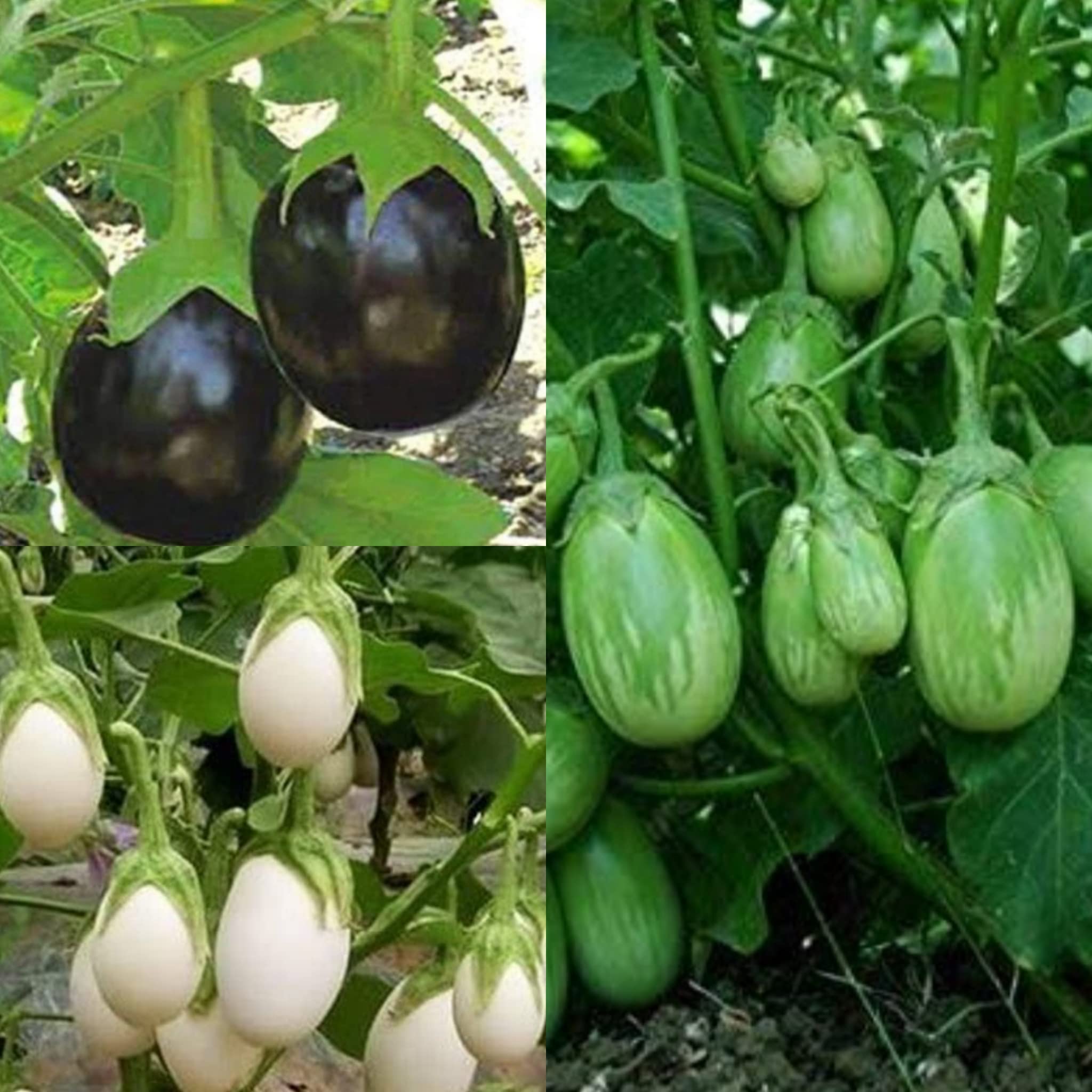 Vinca Art Brinjal Began Hybrid Seeds - Black, White, and Green Colors, Heirloom Eggplant for All Seasons - Perfect Combo Pack for Home & Kitchen Gardening Pots (60 Seeds) (B0BDXRGXF3) Amazon Price History, Amazon Price Tracker