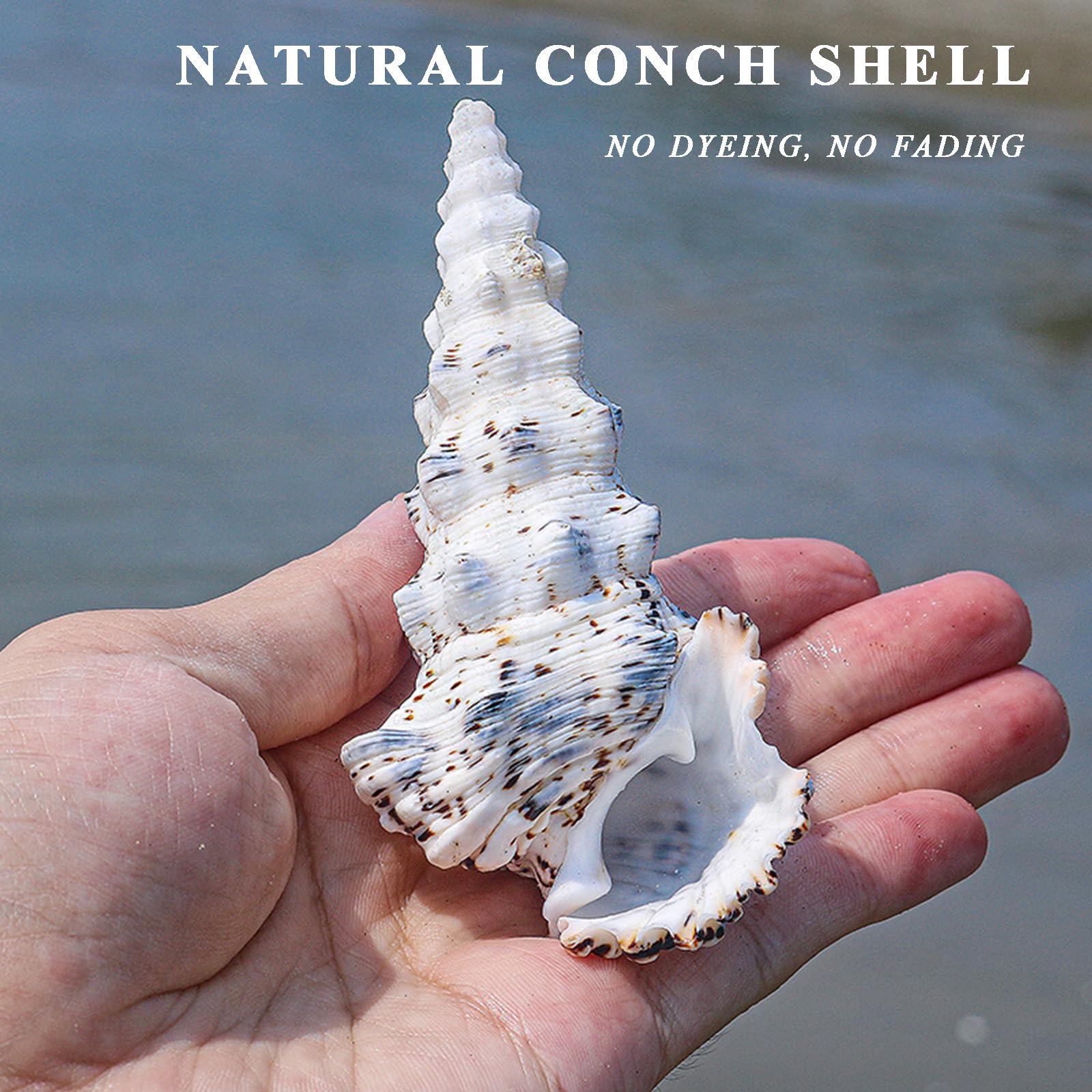 Grandi conchiglie naturali, 10/11 cm, grandi conchiglie naturali, di paguro for riempire vasi, piante aeree, decorazioni for matrimoni, feste a tema spiaggia