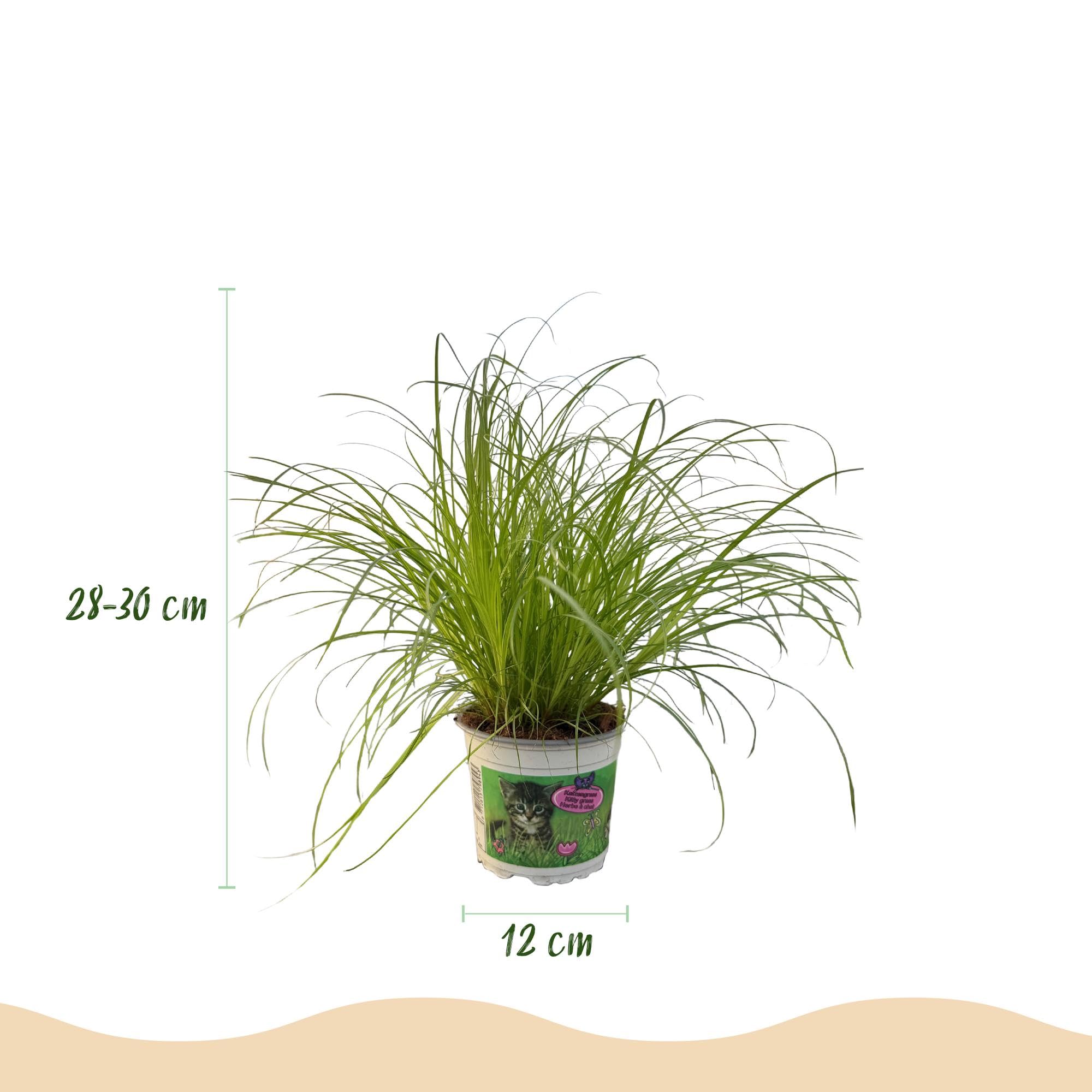 Pianta Cyperus Alternifolius Zumula, Erba Gatta, Verde, Vaso 12cm